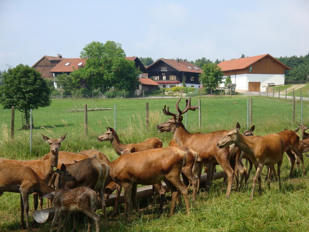 Апартаменти Giglerhof Бад-Бірнбах Екстер'єр фото